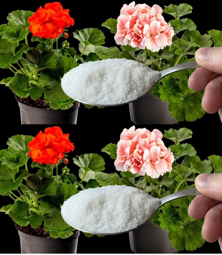 Geraniums Will Bloom Like Crazy All Year Round With This Little Known   414991691 122151513680031745 7760762257684857654 N 891x1024 